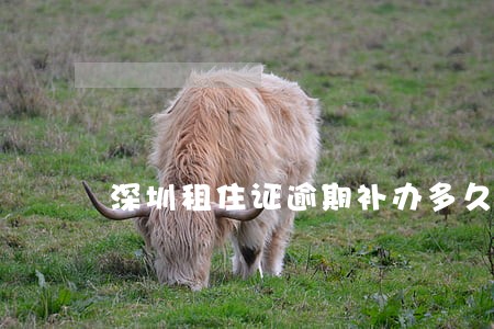 深圳租住证逾期补办多久 深圳租住证逾期补办多久