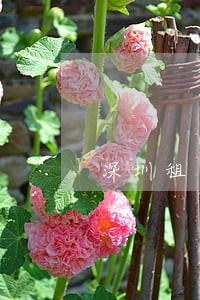 深圳租客逾期不交租金 深圳租客逾期不交租金