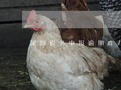 深圳税务申报逾期咋办 深圳税务申报逾期咋办