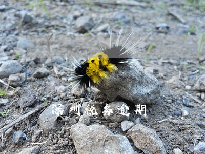 深圳税务逾期 深圳税务逾期
