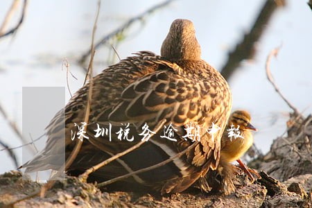 深圳税务逾期申报 深圳税务逾期申报