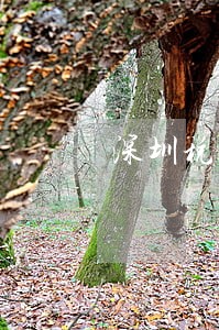 深圳税务逾期申报处理 深圳税务逾期申报处理