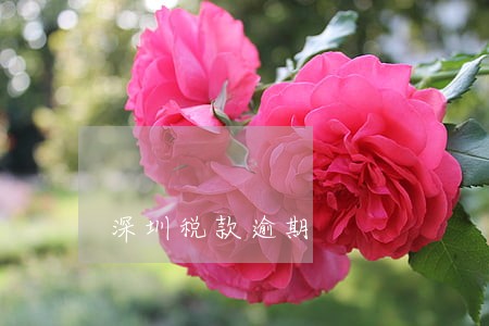 深圳税款逾期