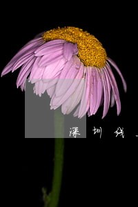 深圳线上法律咨询网站