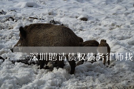 深圳聘请债权债务律师找哪个好 深圳聘请债权债务律师找哪个好