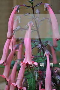 深圳自行车法规 深圳自行车法规