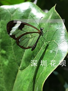 深圳花呗逾期还款 深圳花呗逾期还款