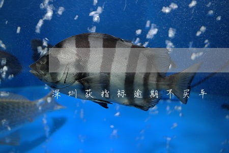 深圳获指标逾期不买车 深圳获指标逾期不买车