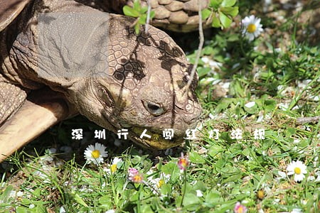 深圳行人闯红灯法规
