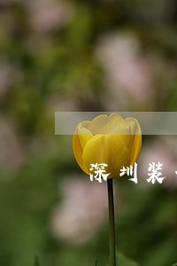 深圳装修合同律师电话 深圳装修合同律师电话