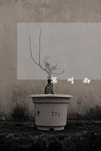 深圳西乡感情纠纷律师咨询在线