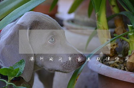 深圳询问车贷逾期律师问答知识 深圳询问车贷逾期律师问答知识