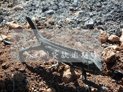 深圳贷款逾期修复