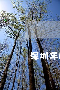 深圳车牌在广州违法停车怎么交费