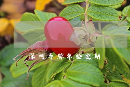 深圳车牌年检逾期 深圳车牌年检逾期