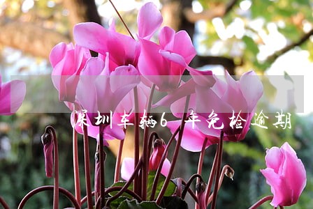 深圳车辆6年免检逾期 深圳车辆6年免检逾期