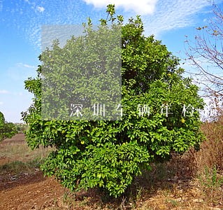 深圳车辆年检逾期一天 深圳车辆年检逾期一天