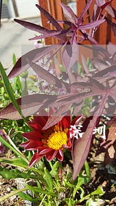 深圳车辆年检逾期通知 深圳车辆年检逾期通知