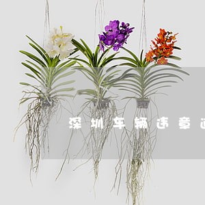 深圳车辆违章逾期不处理 深圳车辆违章逾期不处理