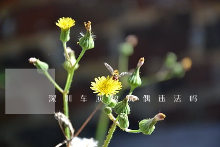 深圳车顶放玩偶违法吗 深圳车顶放玩偶违法吗