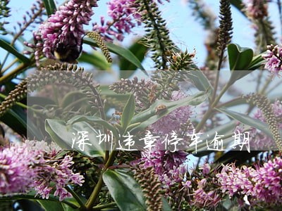 深圳违章停车逾期