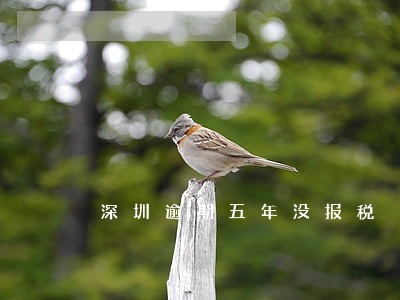 深圳逾期五年没报税 深圳逾期五年没报税