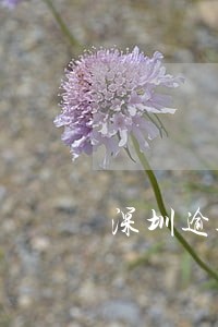 深圳逾期多久算逾期年检 深圳逾期多久算逾期年检