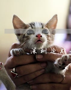 深圳逾期年审怎么办 深圳逾期年审怎么办