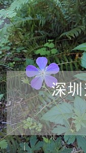 深圳逾期报税如何处理 深圳逾期报税如何处理