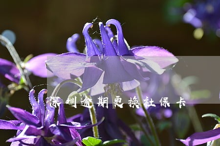 深圳逾期更换社保卡 深圳逾期更换社保卡