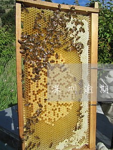 深圳逾期未年检算不算违章 深圳逾期未年检算不算违章