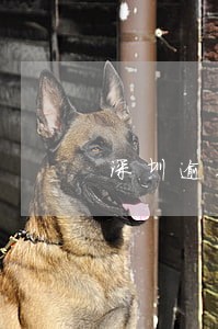深圳逾期纳税怎么办