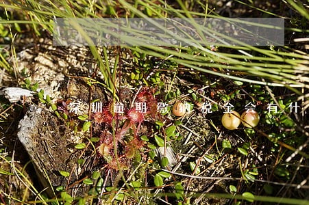 深圳逾期缴纳税金会有什么影响 深圳逾期缴纳税金会有什么影响