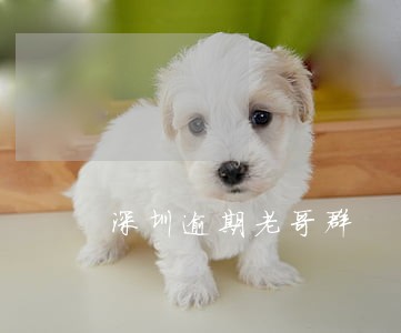 深圳逾期老哥群 深圳逾期老哥群