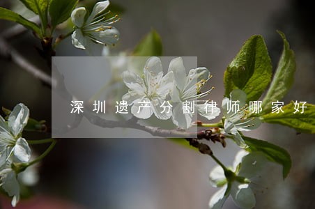 深圳遗产分割律师哪家好 深圳遗产分割律师哪家好