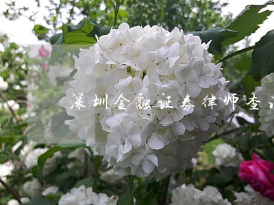 深圳金融证券律师查询 深圳金融证券律师查询
