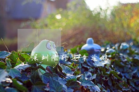 深圳限行违章逾期 深圳限行违章逾期