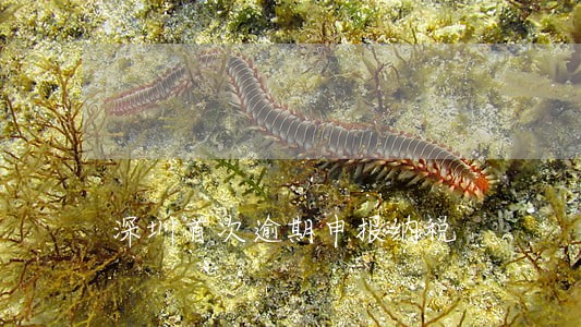 深圳首次逾期申报纳税 深圳首次逾期申报纳税