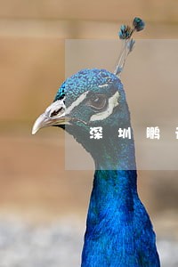 深圳鹏元逾期会上征信吗 深圳鹏元逾期会上征信吗