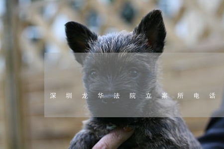 深圳龙华法院立案所电话 深圳龙华法院立案所电话