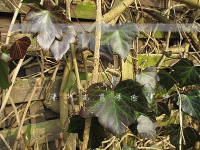 深圳龙岗保险律师 深圳龙岗保险律师