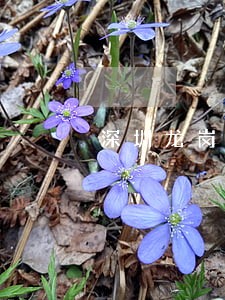 深圳龙岗哪个律师好 深圳龙岗哪个律师好