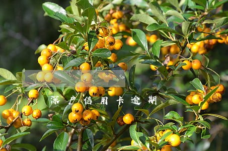 深户信用卡逾期 深户信用卡逾期
