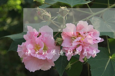 深户社保逾期两个月