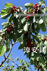 淳安县经济犯罪法律咨询热线 淳安县经济犯罪法律咨询热线