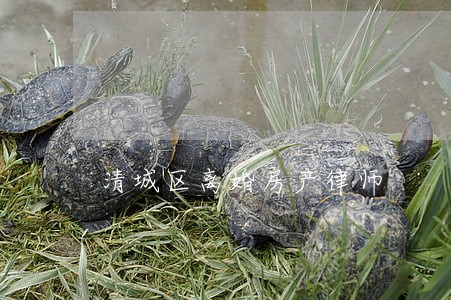 清城区离婚房产律师 清城区离婚房产律师