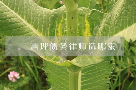清理债务律师选哪家 清理债务律师选哪家