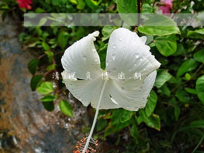 清理负债逾期 清理负债逾期