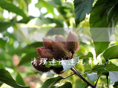 清理违法违规养殖小结 清理违法违规养殖小结