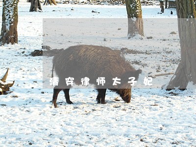 清穿律师太子妃